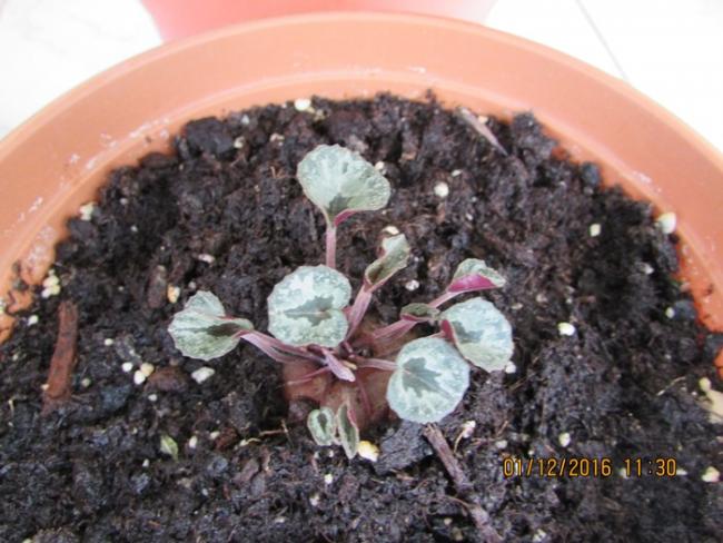 Name:  IMG_4189.jpg
Views: 497
Size:  53.0 KB