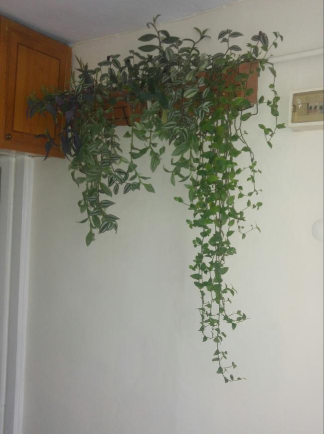 Name:  20161208_143336-1.jpg
Views: 450
Size:  46.3 KB