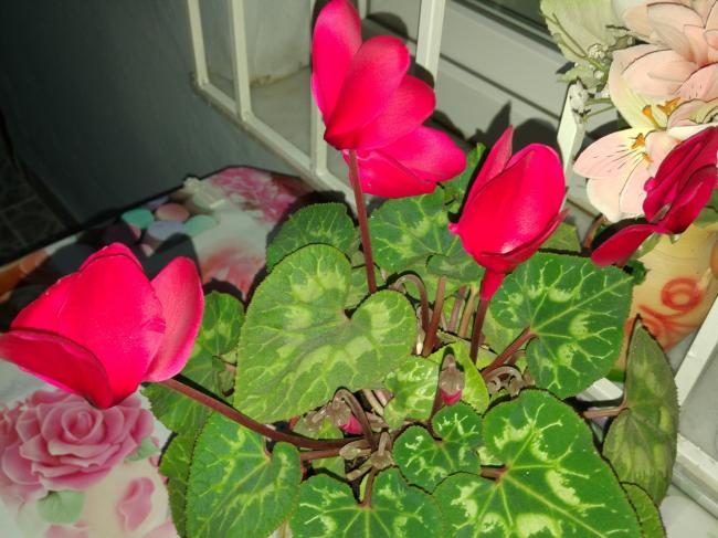 Name:  20161205_201104-1.jpg
Views: 368
Size:  53.2 KB
