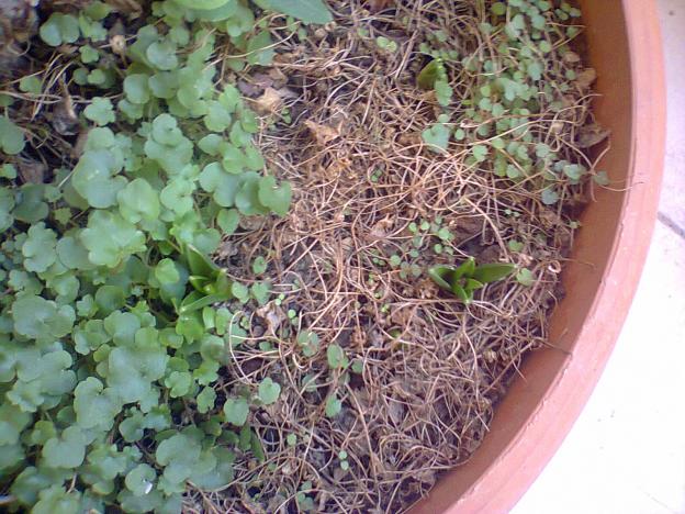 Name:  s.jpg
Views: 684
Size:  71.1 KB