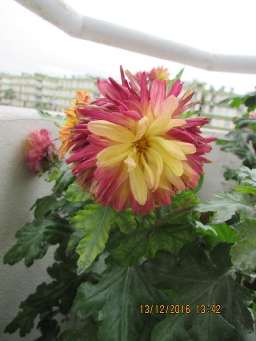Name:  IMG_4219.jpg
Views: 410
Size:  42.2 KB