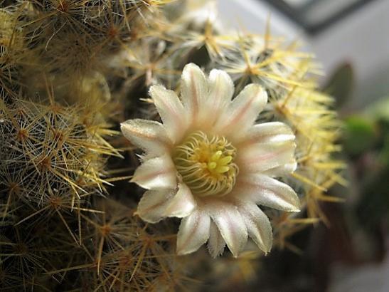 Name:  m.prolifera.jpg
Views: 1128
Size:  37.5 KB