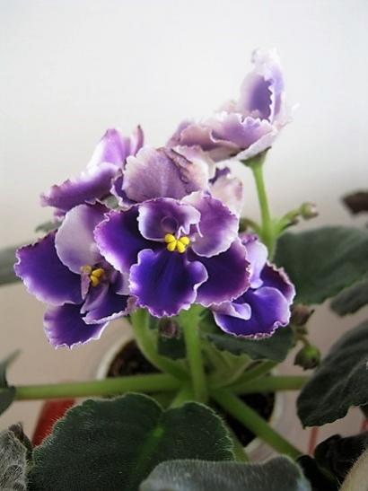Name:  meneke3.jpg
Views: 1058
Size:  26.5 KB