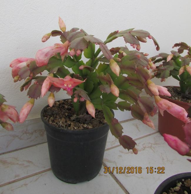 Name:  IMG_4289.jpg
Views: 790
Size:  51.0 KB