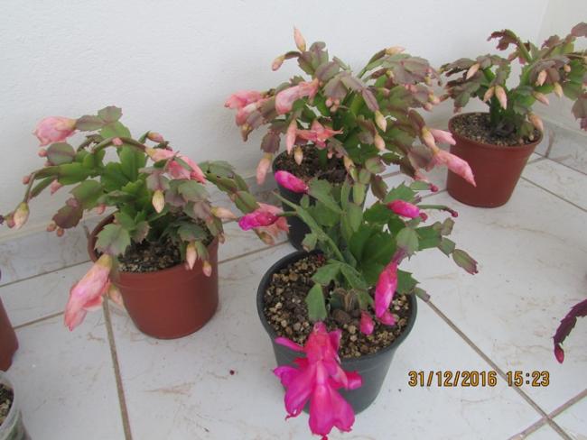 Name:  IMG_4290.jpg
Views: 792
Size:  43.0 KB
