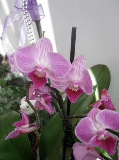 Name:  orkide1.jpg
Views: 978
Size:  27.9 KB