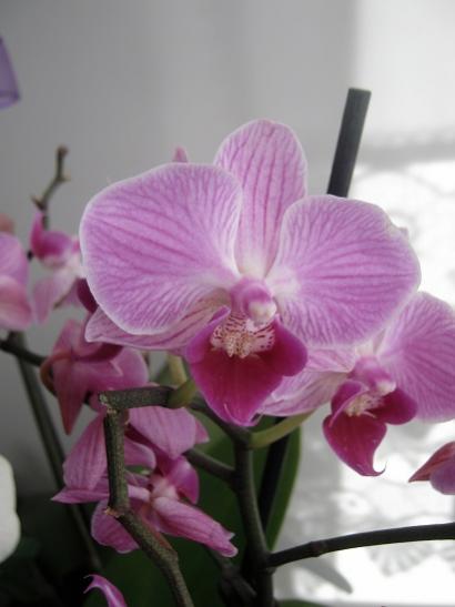 Name:  orkide3.jpg
Views: 987
Size:  24.0 KB