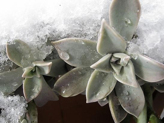 Name:  graptopetalum.jpg
Views: 988
Size:  35.6 KB