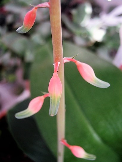Name:  gasteria.jpg
Views: 1020
Size:  67.3 KB