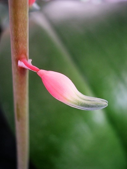 Name:  gasteria1.jpg
Views: 980
Size:  61.2 KB