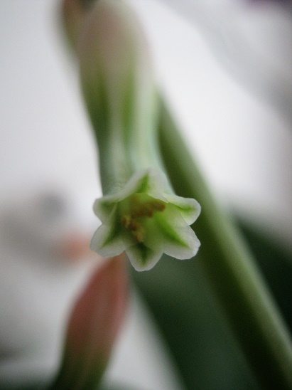 Name:  gasteria-.jpg
Views: 939
Size:  69.2 KB