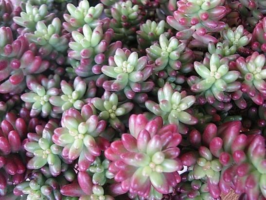 Name:  s. rubrotnctum.jpg
Views: 1001
Size:  51.6 KB