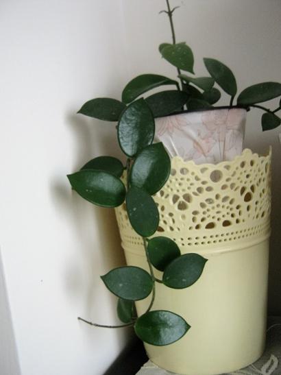 Name:  hoya cv chouke.jpg
Views: 956
Size:  22.6 KB