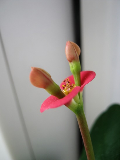 Name:  e. milii.jpg
Views: 985
Size:  56.8 KB