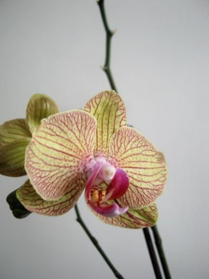 Name:  orkide1.jpg
Views: 922
Size:  21.5 KB