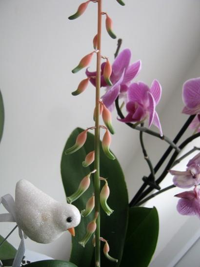 Name:  gasteria-----.jpg
Views: 958
Size:  24.3 KB