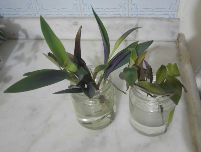 Name:  20170128_022316-1.jpg
Views: 700
Size:  31.0 KB