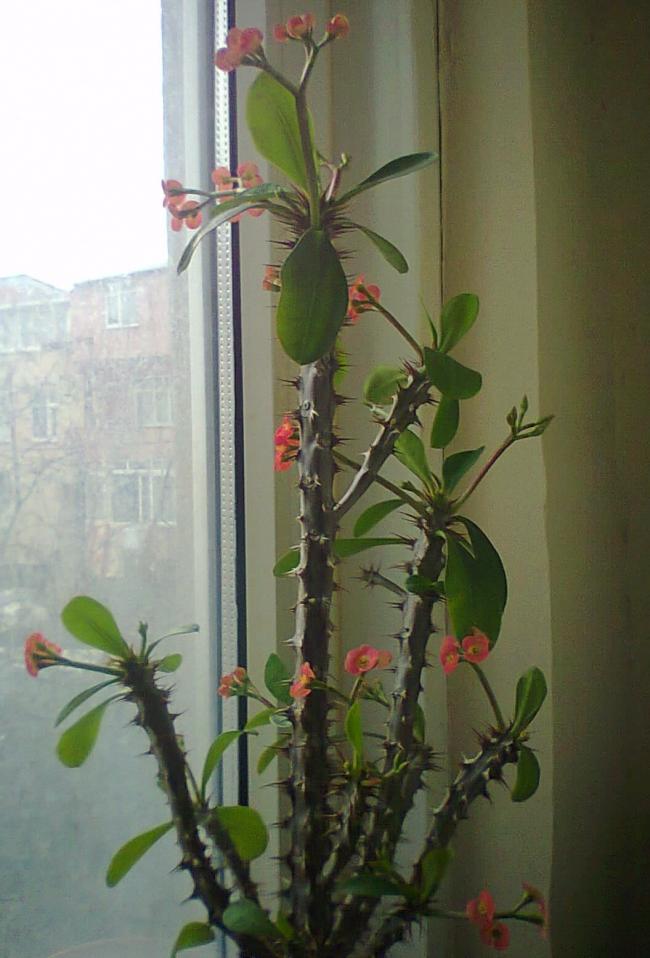 Name:  milii.jpg
Views: 708
Size:  66.9 KB