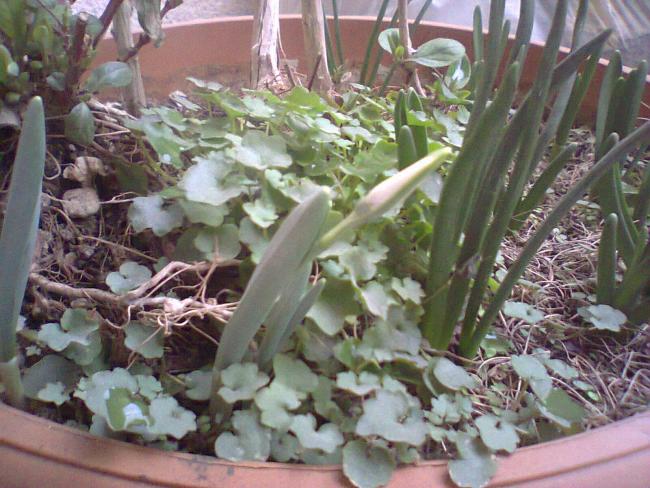 Name:  kardelen.jpg
Views: 702
Size:  62.1 KB