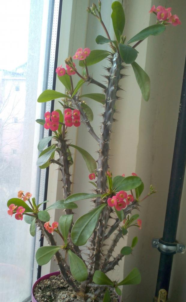 Name:  Euphorbia milii-34.jpg
Views: 692
Size:  71.3 KB
