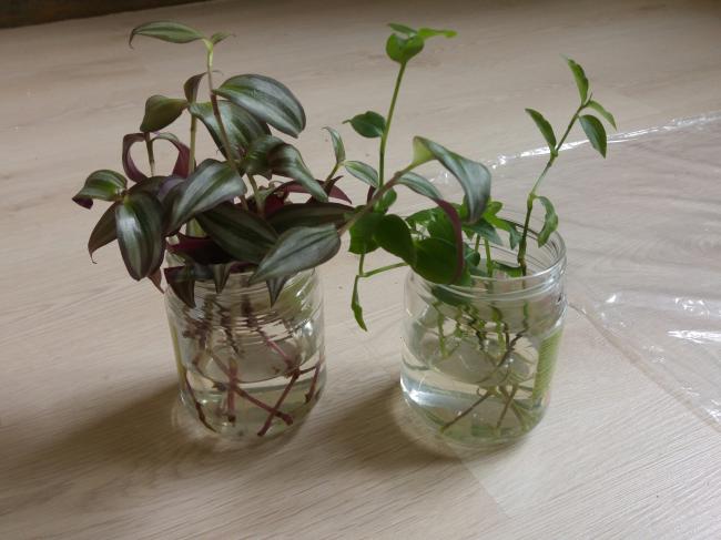 Name:  20170208_113142-1.jpg
Views: 597
Size:  39.8 KB