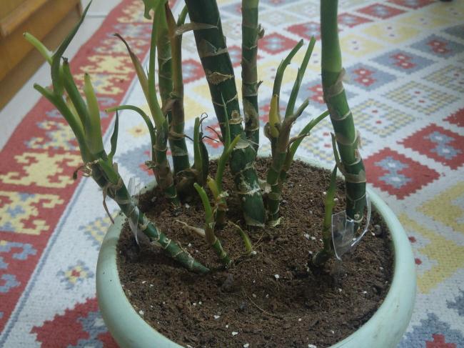 Name:  20170211_070338-1.jpg
Views: 579
Size:  57.6 KB