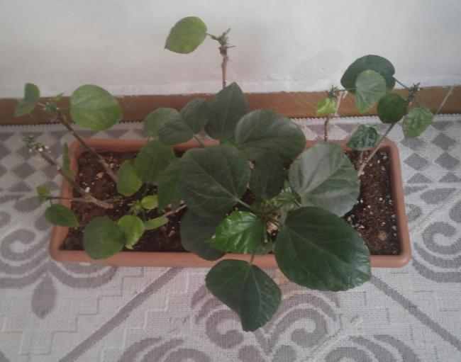Name:  20170222_182815-1.jpg
Views: 430
Size:  37.5 KB