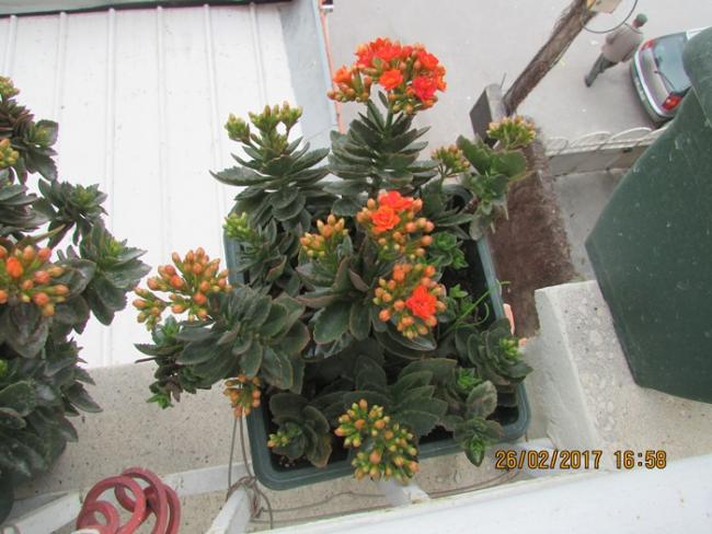 Name:  IMG_4646.jpg
Views: 971
Size:  51.1 KB