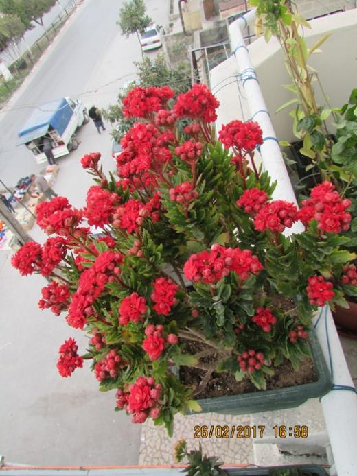 Name:  IMG_4648.jpg
Views: 1048
Size:  69.2 KB