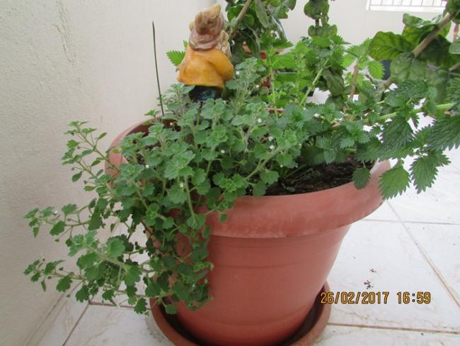 Name:  IMG_4652.jpg
Views: 997
Size:  49.6 KB