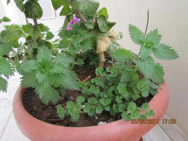 Name:  IMG_4654.jpg
Views: 1000
Size:  51.4 KB