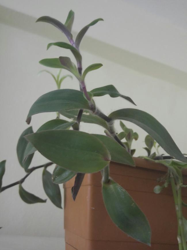 Name:  20170316_070219-1.jpg
Views: 679
Size:  33.5 KB