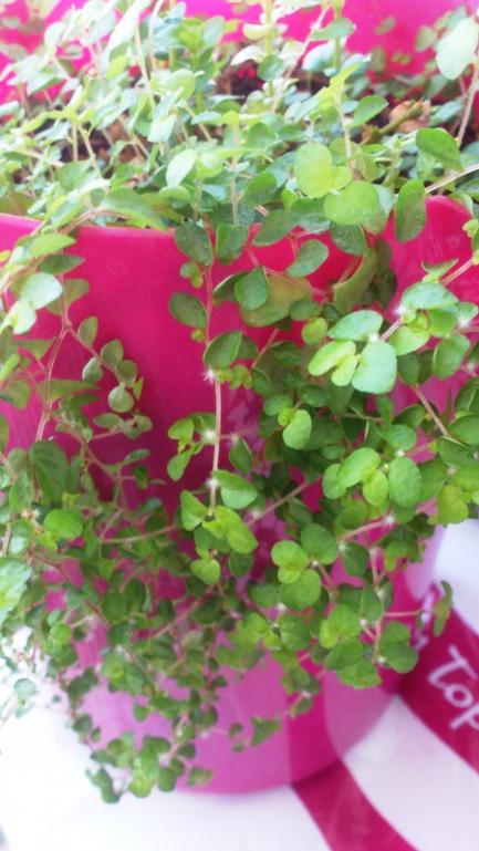 Name:  055.jpg
Views: 487
Size:  56.0 KB