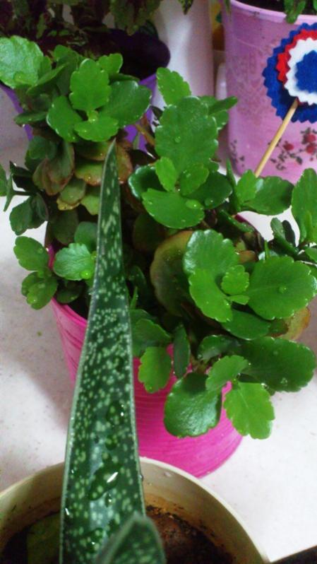 Name:  073.jpg
Views: 507
Size:  51.8 KB