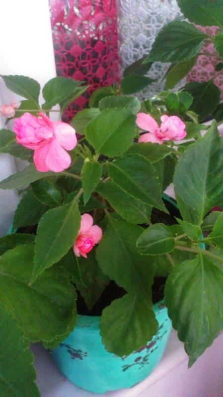 Name:  042.jpg
Views: 486
Size:  46.6 KB