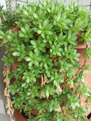 Name:  . sarmentosum.jpg
Views: 736
Size:  32.1 KB