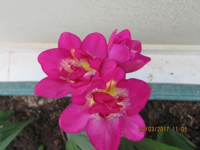 Name:  IMG_4782.jpg
Views: 749
Size:  30.3 KB