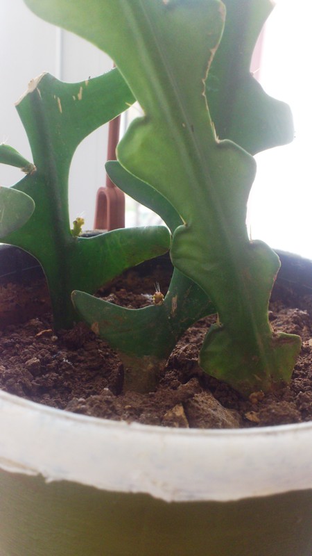 Name:  025.jpg
Views: 395
Size:  68.7 KB