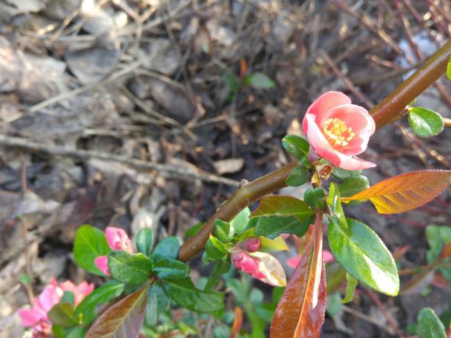 Name:  20170328_082307-1.jpg
Views: 557
Size:  53.2 KB