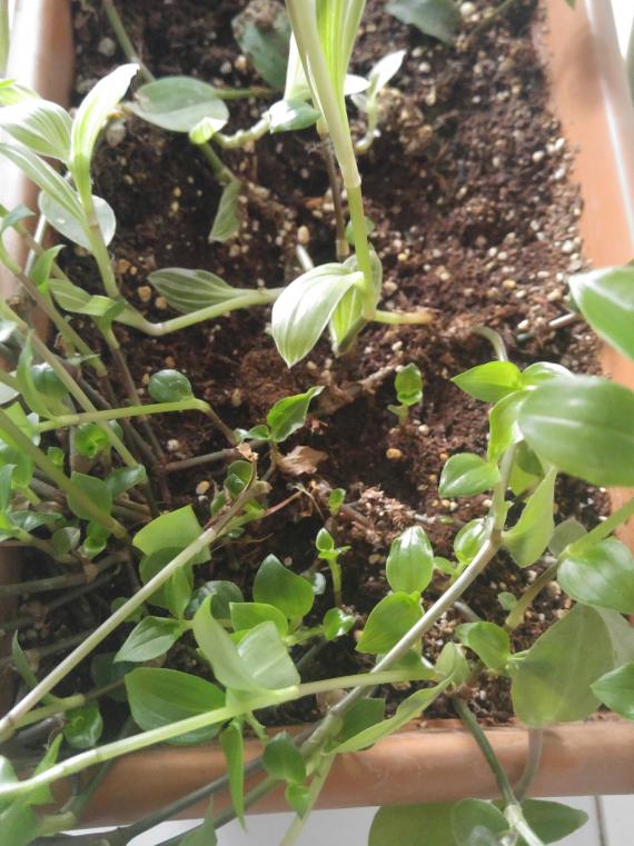 Name:  20170402_093227-1.jpg
Views: 557
Size:  75.1 KB