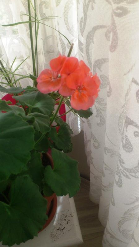 Name:  044.jpg
Views: 290
Size:  36.9 KB