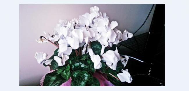 Name:  cyclamen.jpg
Views: 579
Size:  22.7 KB