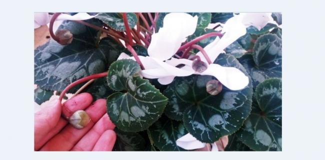 Name:  cyclamenn.jpg
Views: 591
Size:  30.0 KB