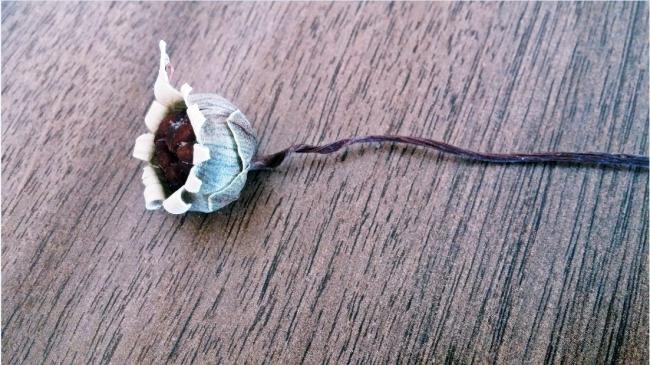 Name:  cyclamen1.jpg
Views: 593
Size:  59.7 KB