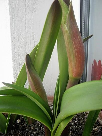 Name:  amaryllis.jpg
Views: 974
Size:  32.1 KB