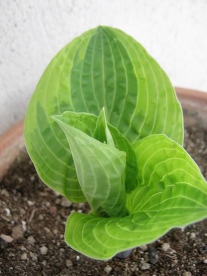 Name:  hosta2.jpg
Views: 633
Size:  28.3 KB
