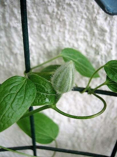 Name:  clematis nelly moser.jpg
Views: 743
Size:  31.7 KB