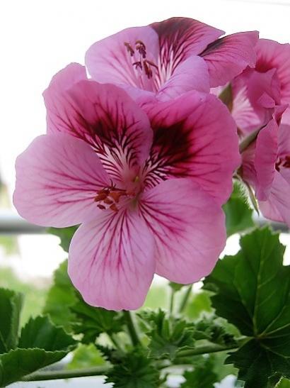 Name:  ceylan g 1.jpg
Views: 596
Size:  31.9 KB