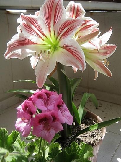 Name:  amaryllis. ceylangz.jpg
Views: 523
Size:  43.7 KB