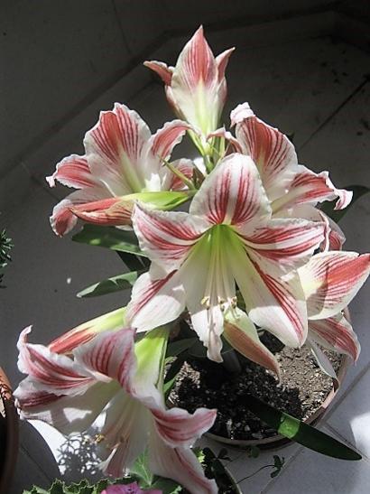 Name:  amaryllis.jpg
Views: 526
Size:  41.3 KB